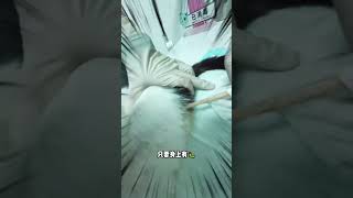 Kitty's String Fun: A Hilarious Cat Video You Can't Miss! Kitty CuteCat