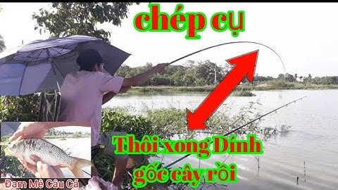 Câu cần đơn bằng mồi ngủ cốc, cá chép ăn như Điên chạy dính gốc cây luôn.