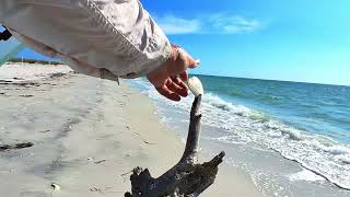 Shell Key Perserve, Bunces Pass, Fort DeSoto Park, St. Pete Beach, Florida
