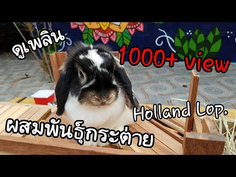 วีดีโอ: คู่มือการผสมพันธุ์กระต่าย: Mini Lop / Holland Lop Rabbits