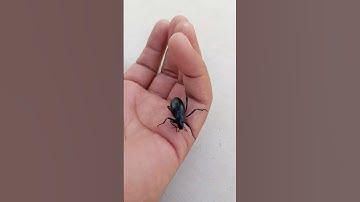 black bug type Pokémon fell down 🪲🖤 #pokemon #pokémon #bug #beetle #fyp #foryou #insects #insect