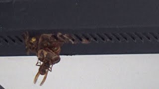 須賀川市でスズメバチ駆除- 玄関の真上にスズメバチの引っ越し巣!どこから来てる?