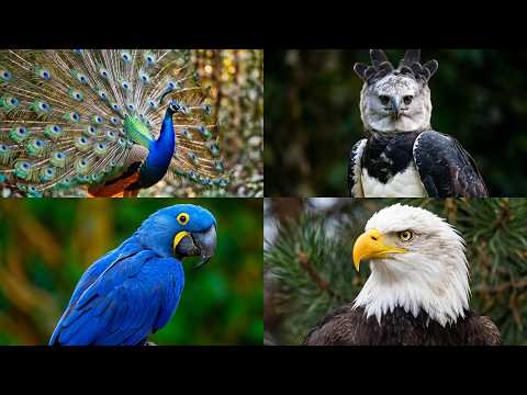 The Most Extraordinary Birds You’ve Never Seen Before | 4K Documentary