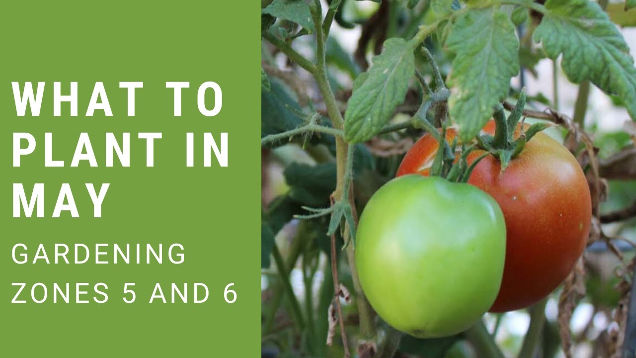 What To Sow In May Zones 5 And 6 Youtube