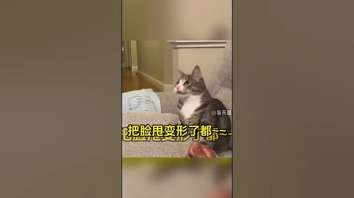 Watch the video about Very funny cats #pets #cats #funny