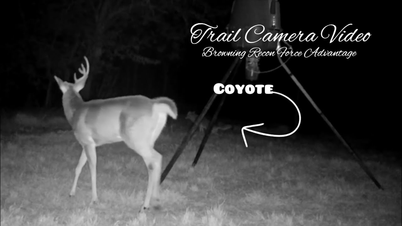 Deer Feeder Cam Browning Recon Force Advantage Trail Cam Vid Nov. 2023