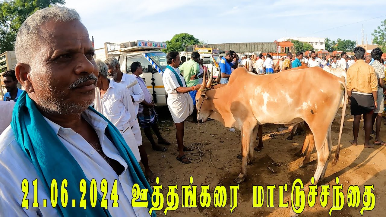 21 06 2024 ஊத்தங்கரை மாட்டுச்சந்தை