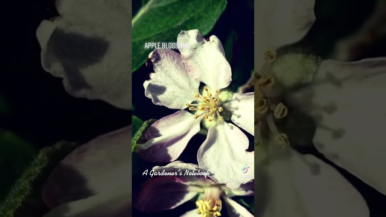 Apple Blossom Time via Instagram and TikTok
