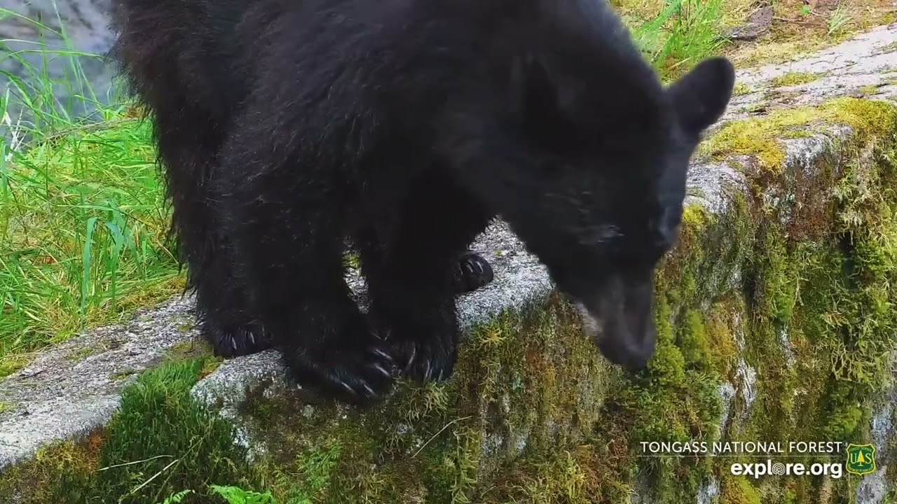 2025-07-18: Twerp waits her turn for FH4 (explore.org)