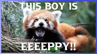 A Random Video About Red Pandas (Warning: Audio Is Loud)