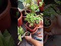 True Lines 💯🍀💚🥺#motivational#jadeplant #gardening #shorts #plantstand #plantcare #plants #neelamojha