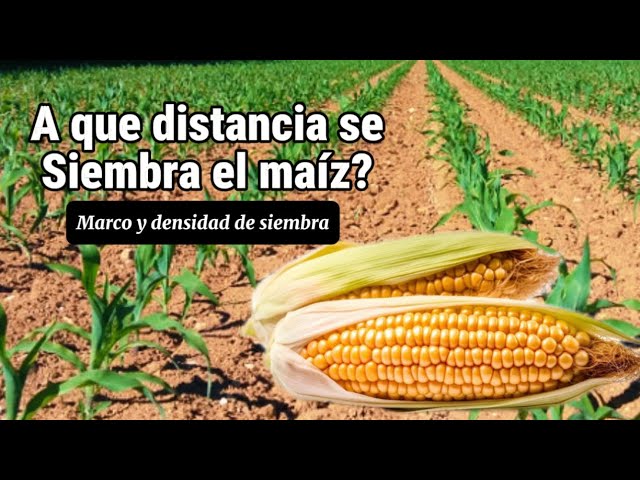 A que distancia se siembra el maíz? 🌽 Marco y densidad de plantación ✅