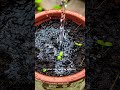 Why Your Plant Suddenly Drops Leaves #PlantProblems #PlantCareTips #IndoorPlants #PlantShorts