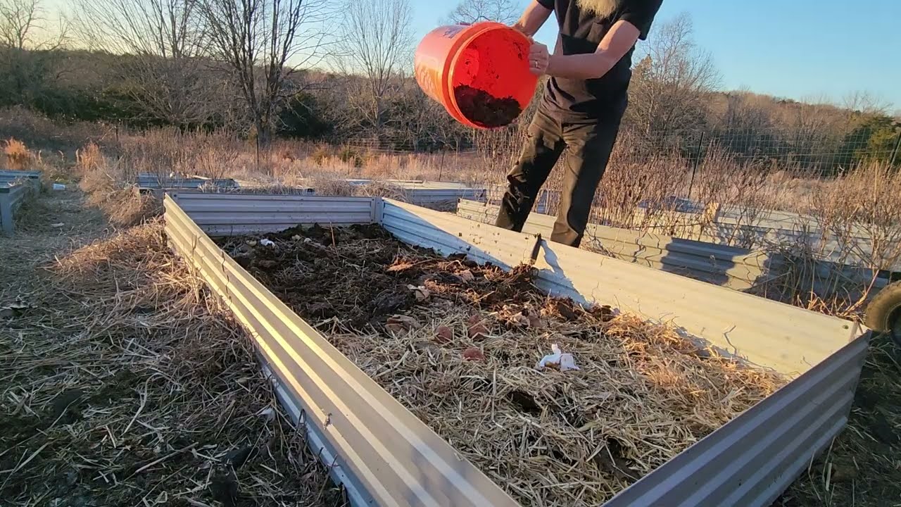 Composted Chicken Manure and Straw for the Raised Bed Vegetable Gardens on the homestead