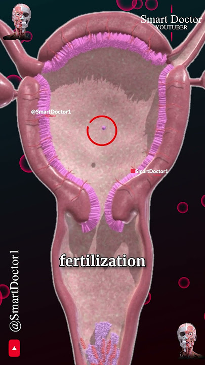 Menstrual cycle & Ovulation (Menstruation) ✨‍♀️