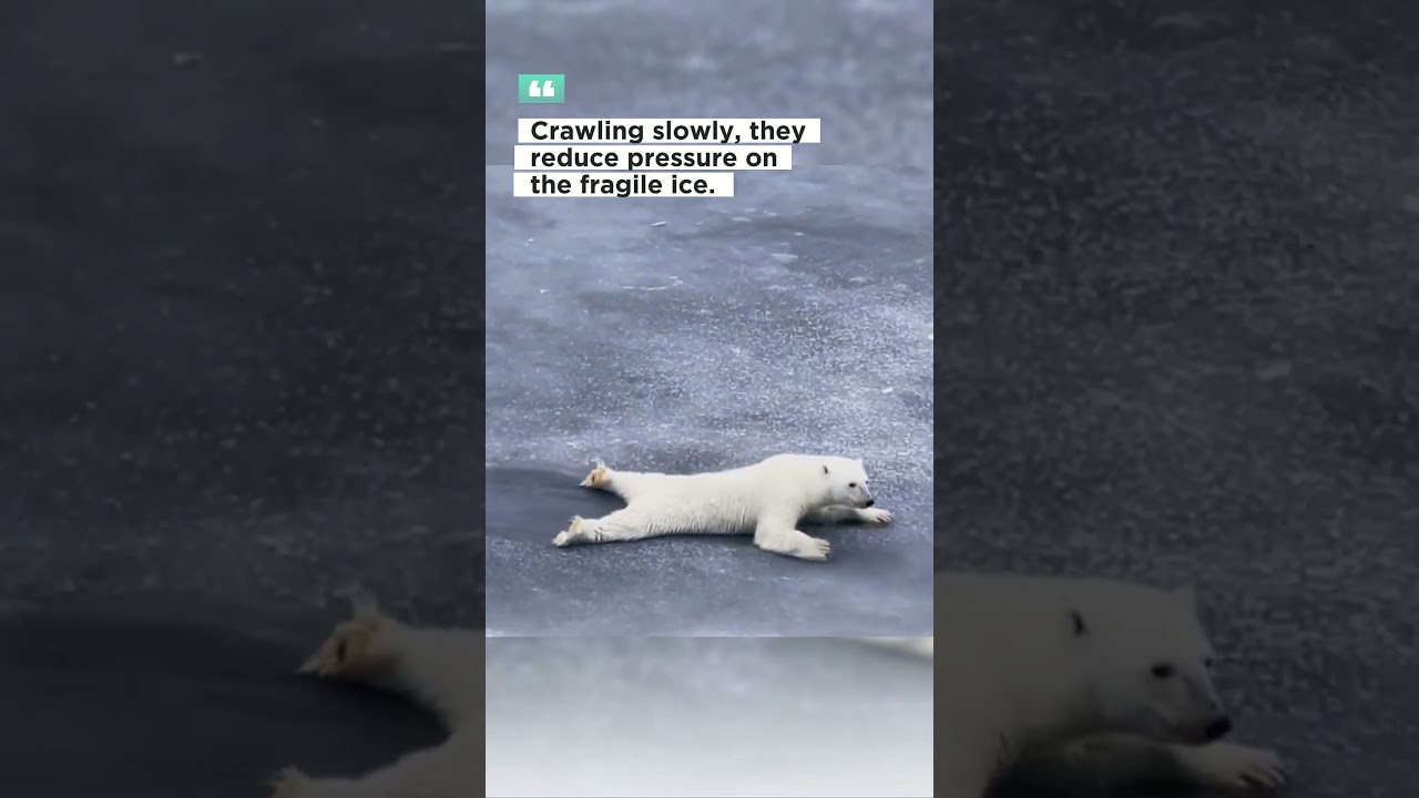 Ice Navigation The Polar Bear Way