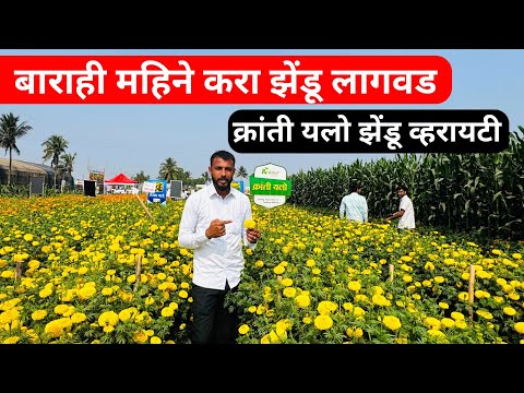 फेब्रुवारी मार्च महिन्यात झेंडू लागवड | zendu lagwad | झेंडू लागवड संपूर्ण माहिती | marigold farming