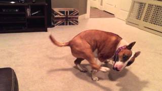Bullterrier Spins On , Acts Crazy And Does Bullyrun