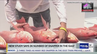 VIDEO: New study triples estimate of red snapper in Gulf of Mexico