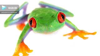 frog pichers