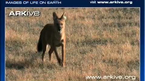 ARKive video D9552AE3 4295 4F2B A392 FBA6ED03CC92