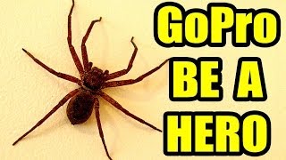 Big Spider GoPro Spider Cam Dyson Vacuum Capture Fail  She's Stuck OMG