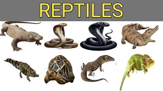 Reptiles II 20 reptiles name in hindi and english with pictures II सरीसृप प्राणी का नाम