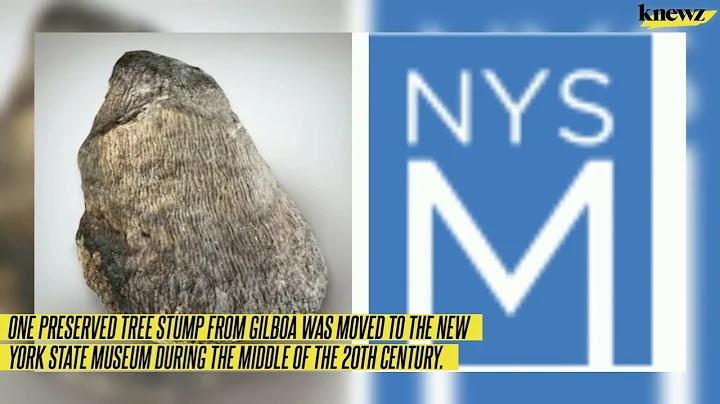 World's Oldest Forest Within Two Hours of New York City, Scientists Say