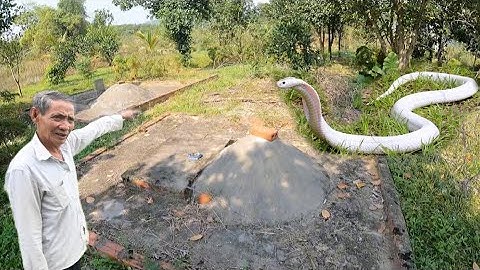 Cuộc Gọi Khẩn Cấp Của Đại Gia S.ợ Hãi Gặp Rắn Lạ Trong Khu Vườn Cạnh Ngôi Mộ Người Hoa .