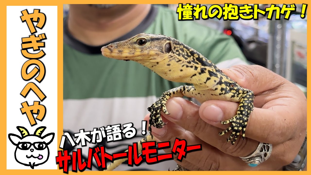 Goat's Room] The cuddly lizard I've always wanted! Talking about