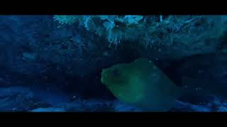 Jupiter Fl - Jupiter Dive Center 6-19-25