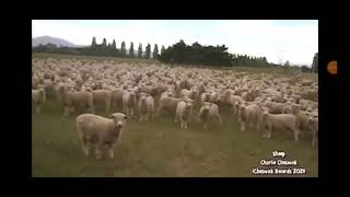 Parodie Op De Tekst Van Creep Ten Koste Van De Mk-Gelovigen