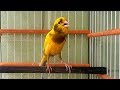         canary singing training