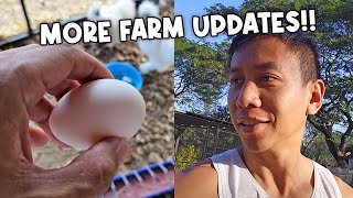 Update on Our Growing Animal Farm | Vlog #1704 by Mikey Bustos Vlogs 50,492 views 3 months ago 45 minutes