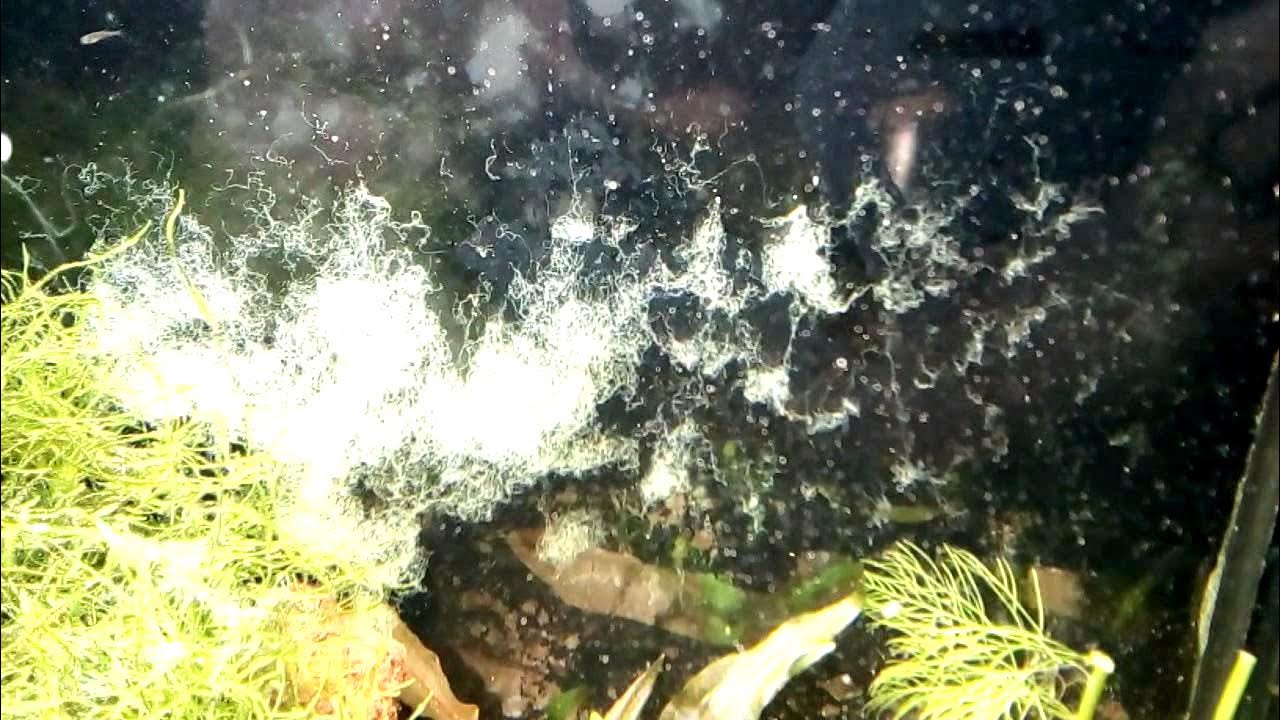 5см. водоросли белого моря фукус. морские водоросли в море. ледяной гриб тремелла. корейский морской гребешок.