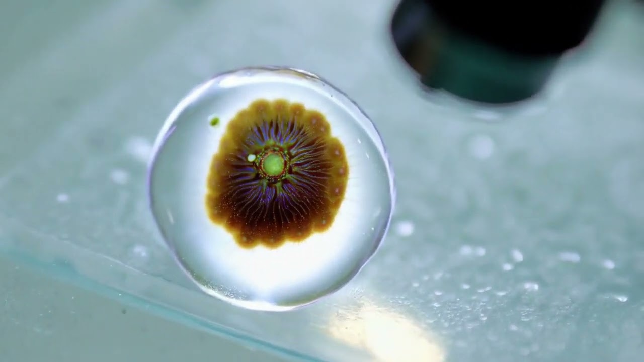 [VideoClipAI] A microscopic view of a single-celled organism, cellular biology, scientific discovery