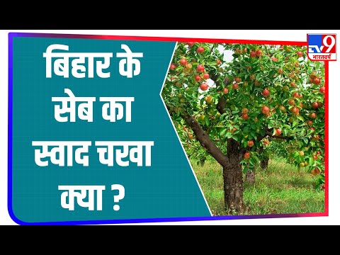 Bihar के इस गांव में जानिए कैसे की जा रही है सेब की खेती? | Begusarai