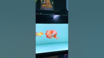 Huyết long 2 tuổi