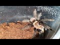 Кормление паука-птицееда Brachypelma vagans личинкой майского жука