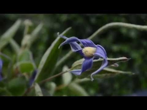 Video: Whole-leaved Clematis