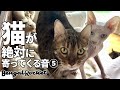 猫が絶対に寄ってくる音⑤【ベンガル/スフィンクス猫】