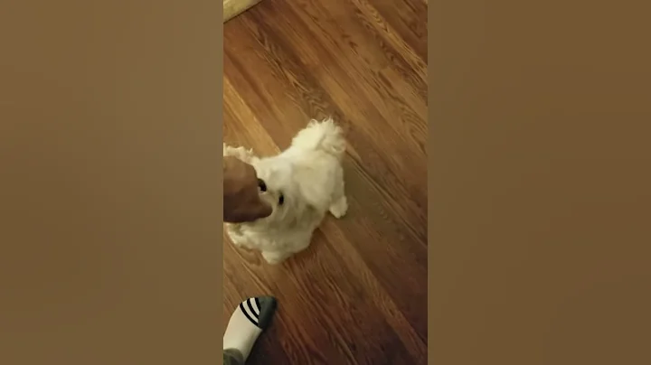 My Coton de Tulear shows me who's BOSS!