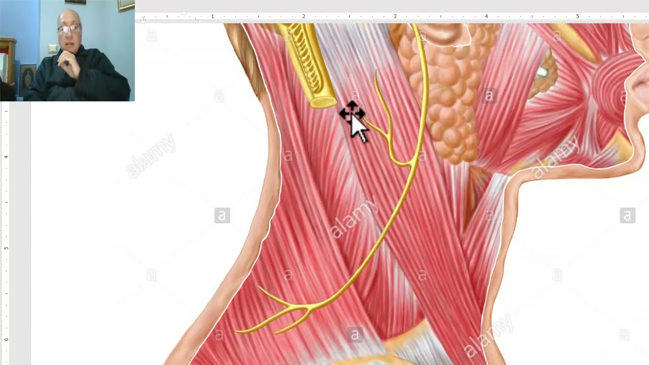 Модуль анатомии головы и шеи на арабском языке 84 (Добавочный нерв), доктор Вахдан
