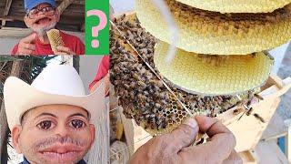 bees herald honey | abejas asesinas | killer bees | not the bees | queen bee reina bees swarm attack