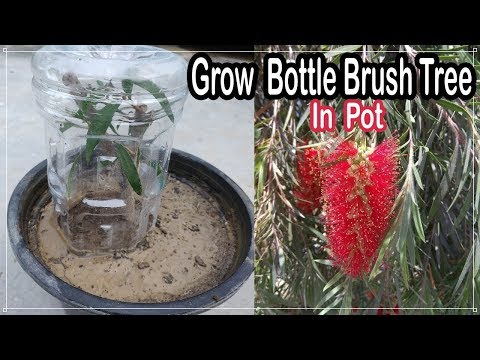 Video: Metoder for å forplante flaskebørste - Hvordan forplante flaskebørstetrær
