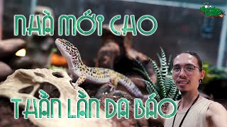 Làm nhà mới cho thằn lằn da báo  Leopard gecko | WILDVN TV