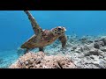 Snorkeling Maldives, Rasdhoo, January 2020