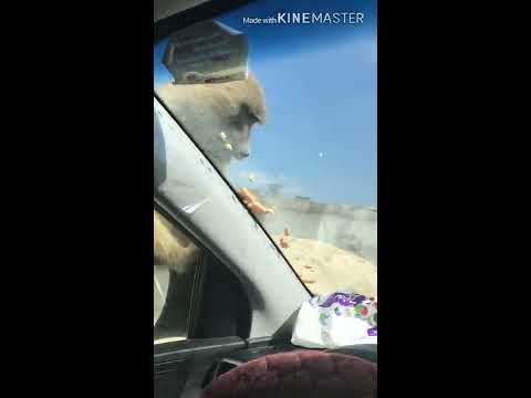 قرود الجبلاية