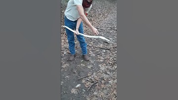 How to string a traditional bow