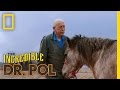 Horse Castration | The Incredible Dr. Pol